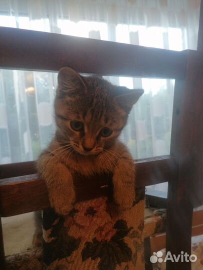 Котята прекрасные