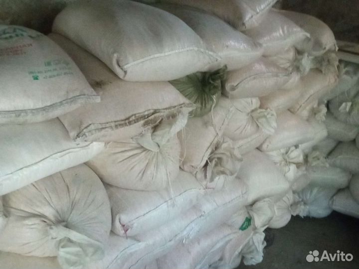 Кукуруза зерно