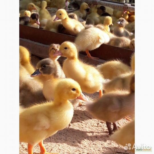 Подрощенные Цыплята, Утята