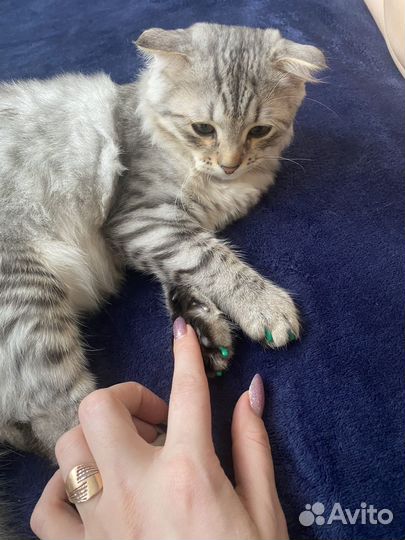 Шотландская вислоухая кошечка