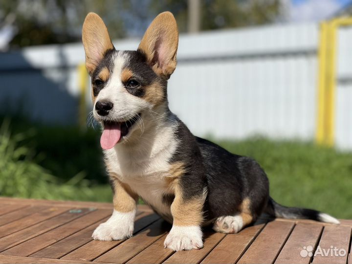 Вельш корги