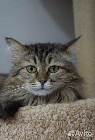 В ожидании семьи