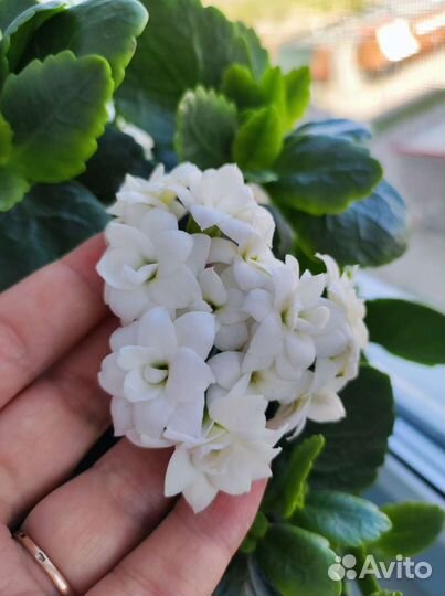 Каланхоэ цветущий