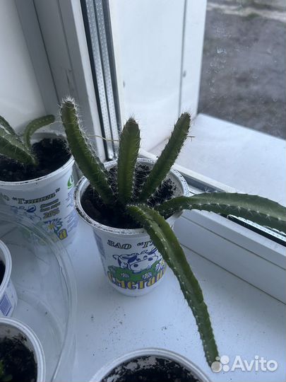 Традесканция отростки,питахайя