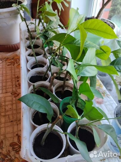 Лимонное дерево, лимон