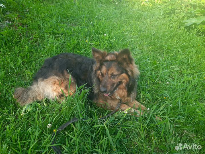 Собака в добрые руки отдам бесплатно