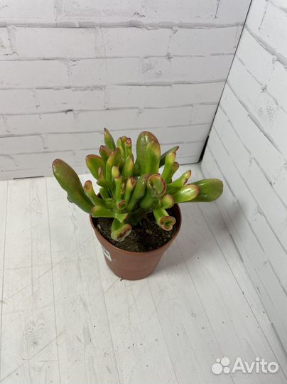 Крассула голлум