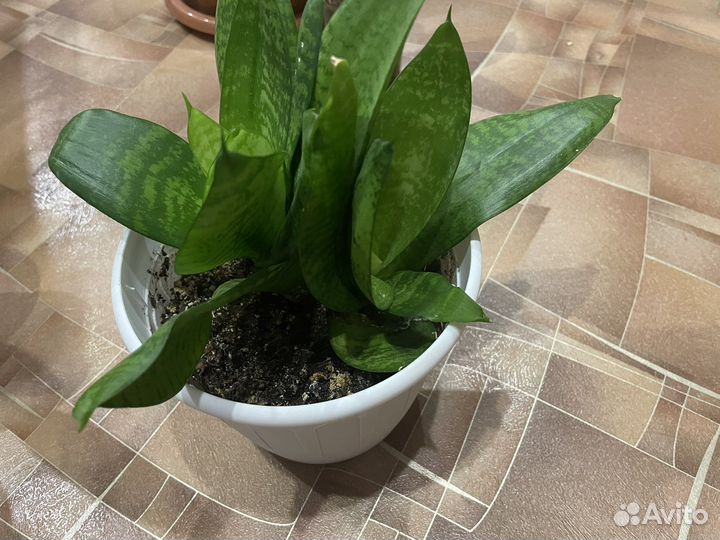 Сансевиерия