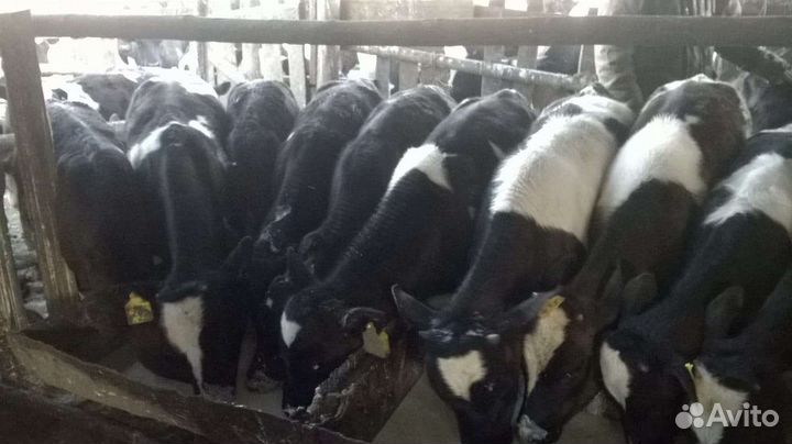 Бычки и телочки