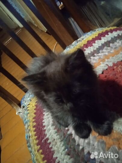 Котята в добрые руки бесплатно