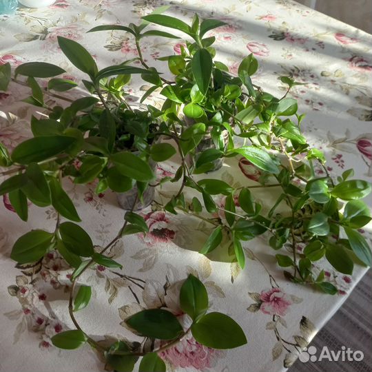 Традесканция