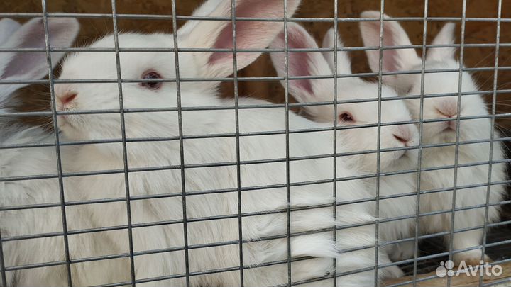 Крольчата Белый великан