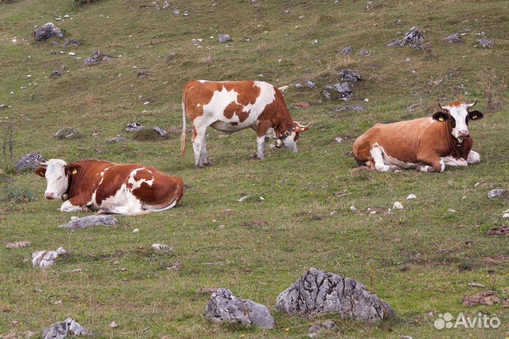 Коровы быки хряки вынужденный забой