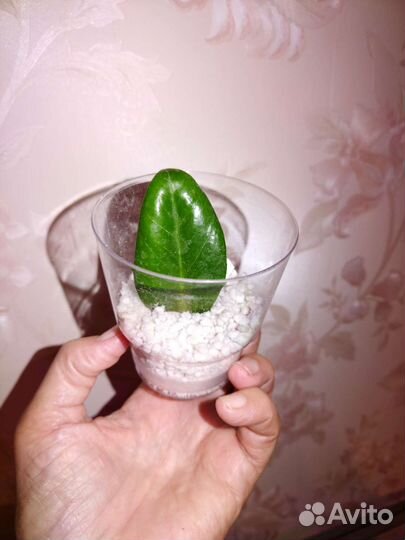 Замиокулькас зензи