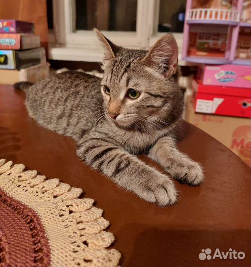 Котенок мальчик 5-6 мес