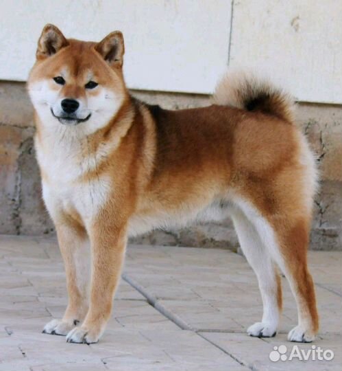 Кобель шиба ину(сиба) для вязки