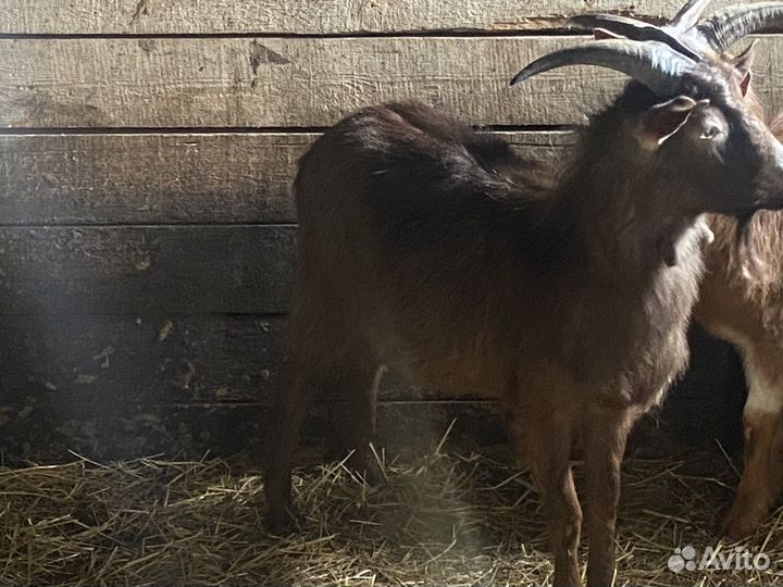 Коза, козёл, козлики Нубийские