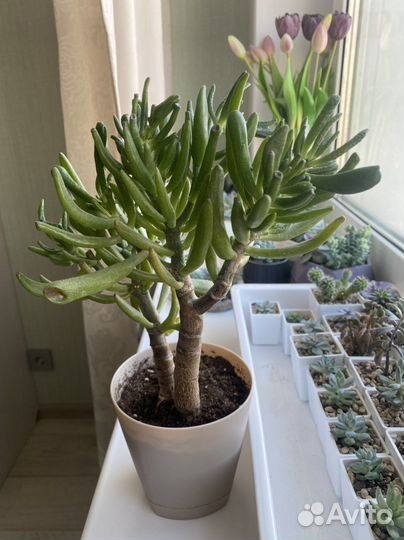 Суккуленты