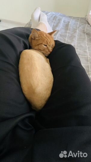 Кот в добрые руки