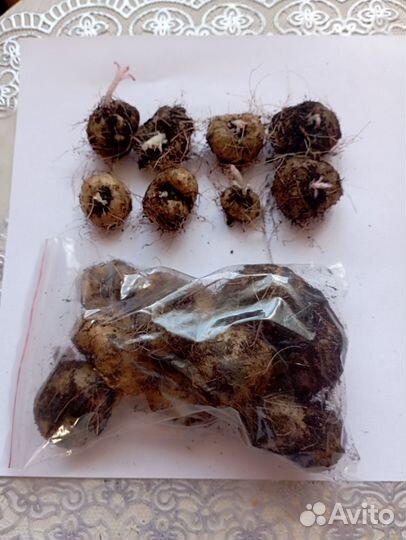 Глоксиния клубни