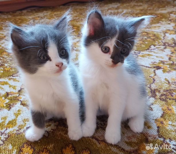Кошка в дар бесплатно