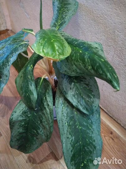 Аглаонема гигант Jade Queen