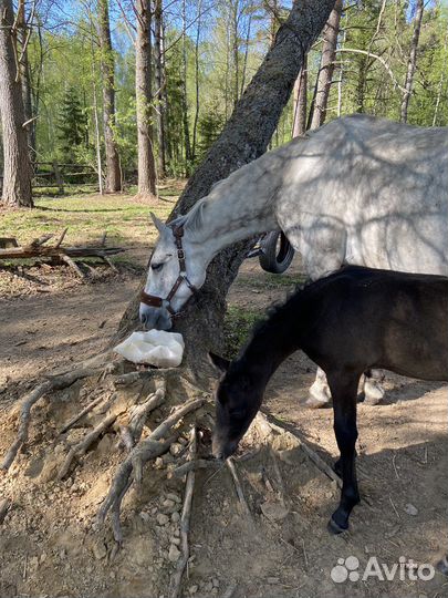 Орловский рысак жеребенок и лошадь