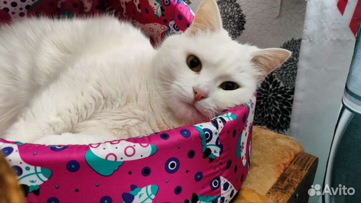 Кот турецкий ван