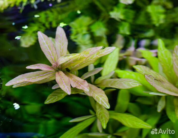 Растения для аквариума и рыбки