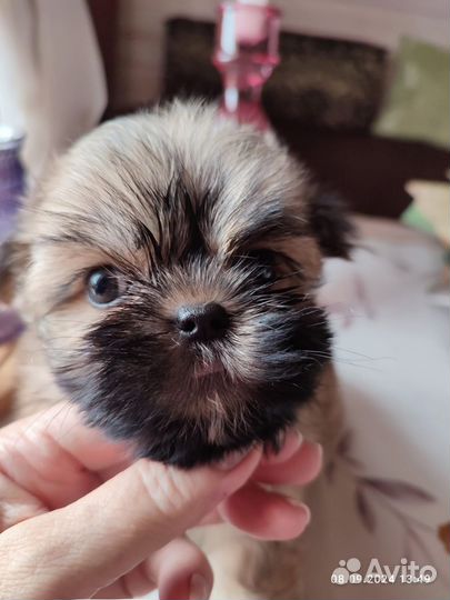 Мальтипу мини мальчики