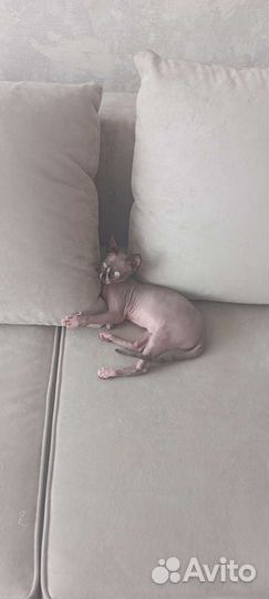 Кошечка сфинкс