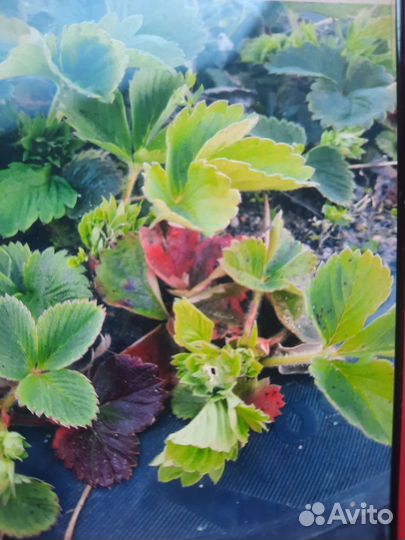 Рассада клубники