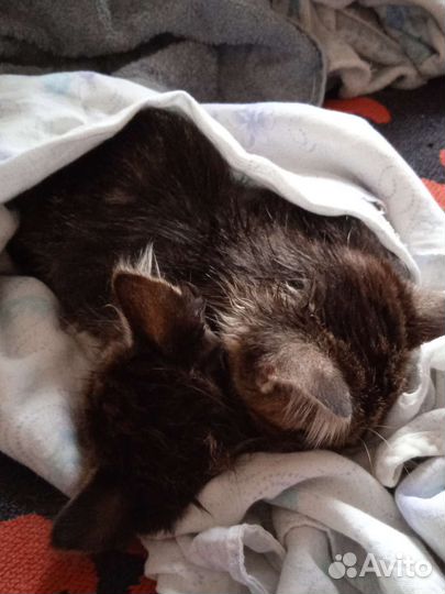 Котята. Контактные, девочки, ласковые, Ищут семью