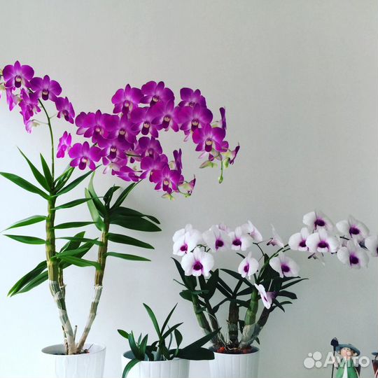 Дендробиум