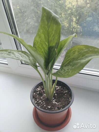 Аглаонема Green Light