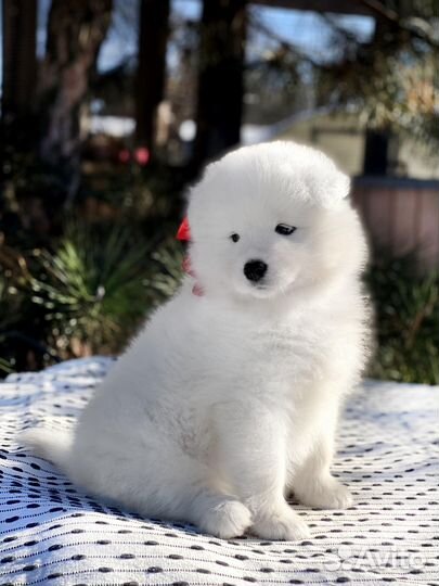 Малышка самоед, девочка