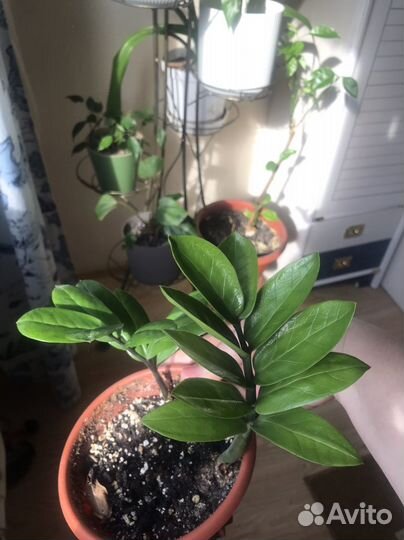 Замиокулькас