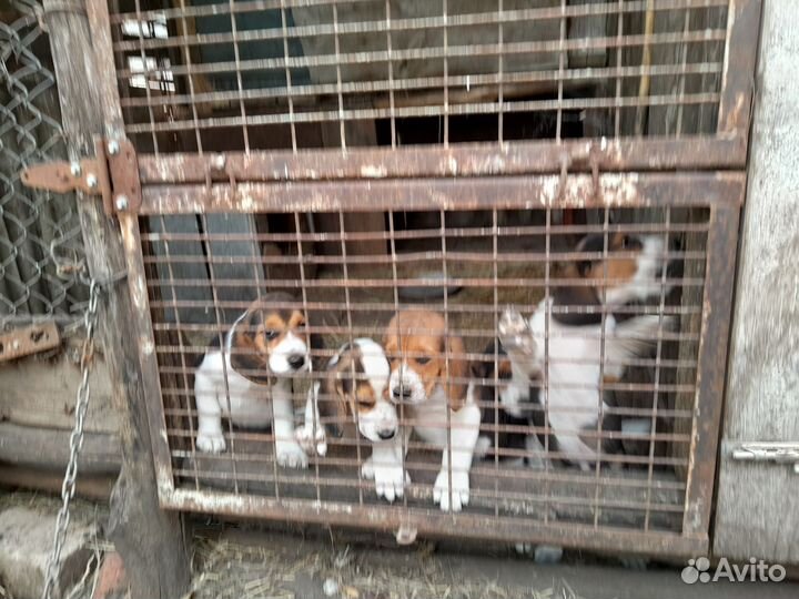 Продаются щенки