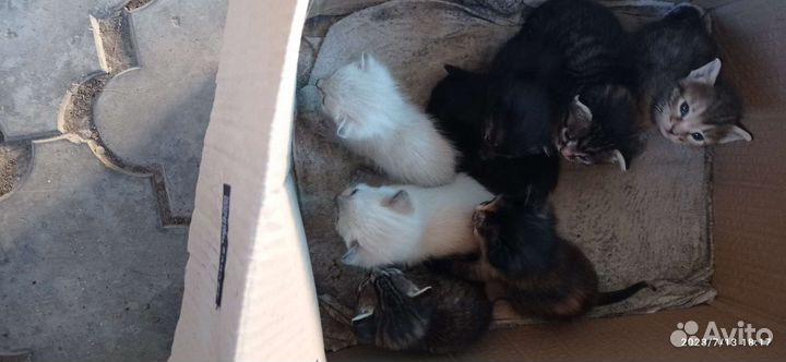 Котишки
