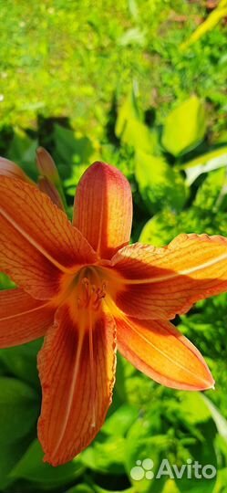 Лилейники растения