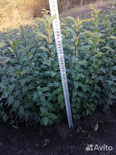 Материал посадочный