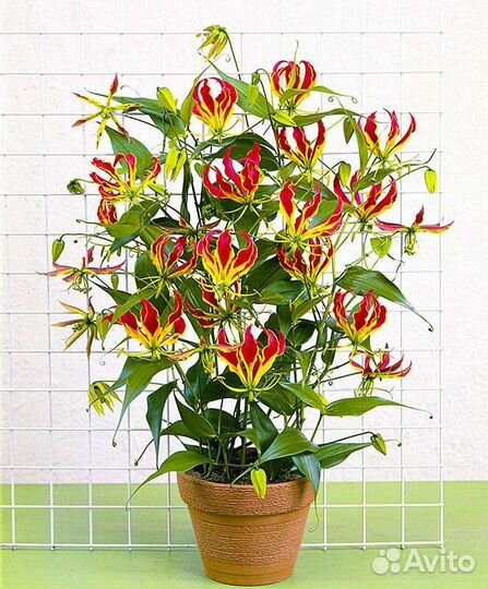 Замиокулькас,Глориоза,Дримиопсис