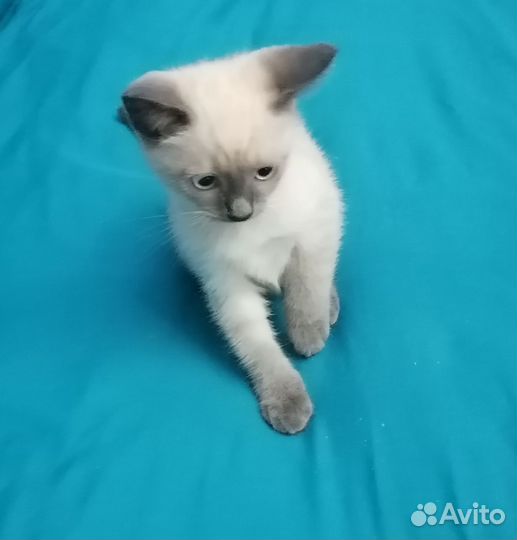 Тайские котята