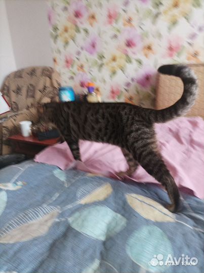 Бенгальский кот в добрые руки