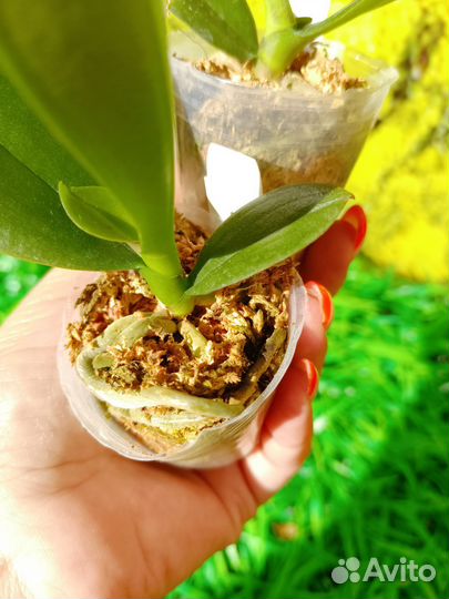 Орхидея биглип бабочка