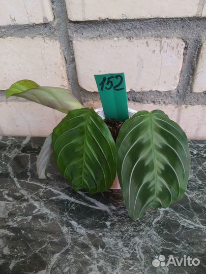 Маранты 6 сортов