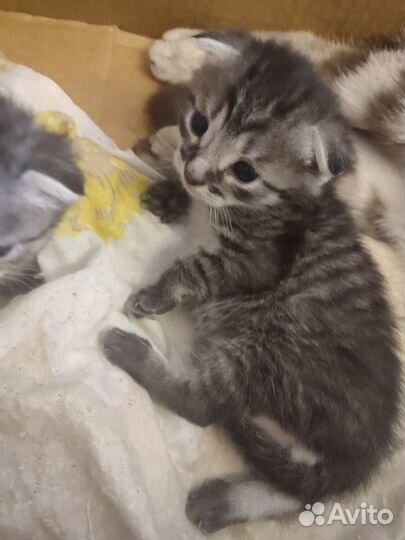 Шотландские вислоухие котята бесплатно