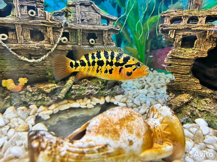 Манагуанская цихлида (цихлазома)