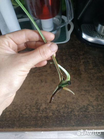 Монстера Альба