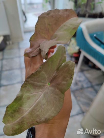 Сингониум ред спот триколор, яичница и т.д